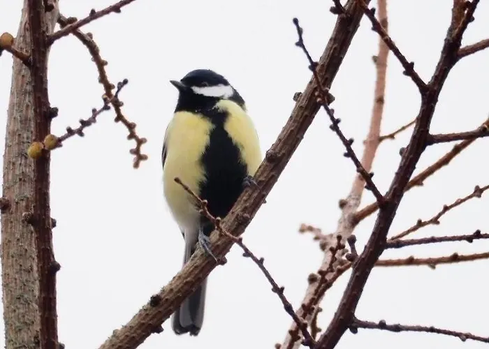 Royal Veluwe Vakantiehuis *