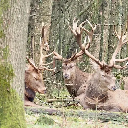 Royal Veluwe *