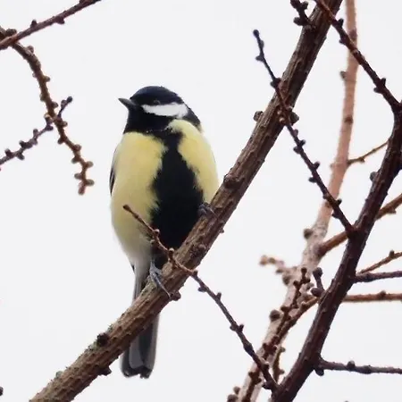 Royal Veluwe Nyaraló *